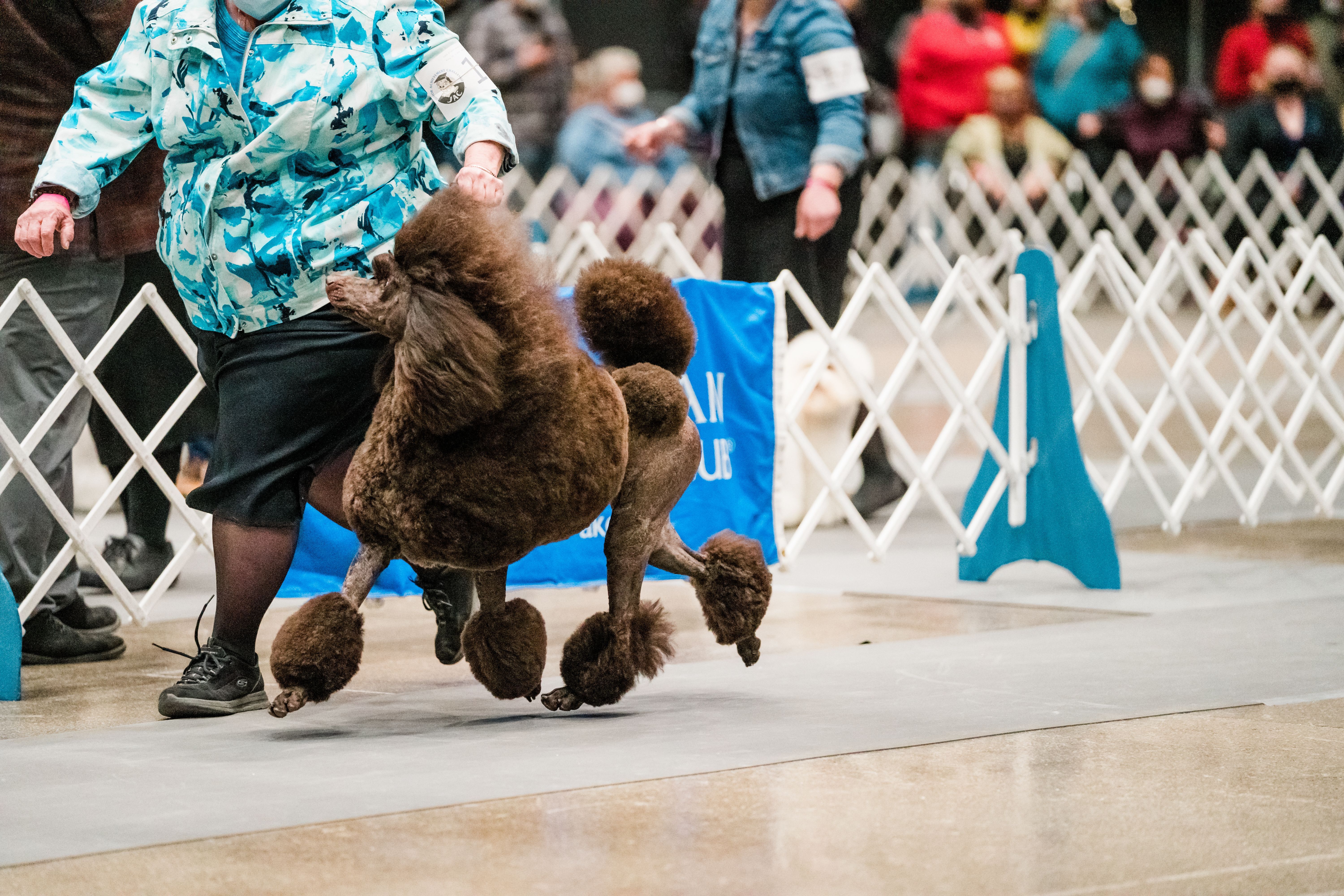 Poodles from Noble Hill Standard Poodles