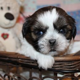 Girl 1 - Gold and white female Shih Tzu puppy in Craig, Colorado from Rocky Mountain Shih Tzus and Dry Creek Miniature Dachshunds