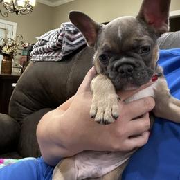 French Bulldog Puppies from 4T Ranch