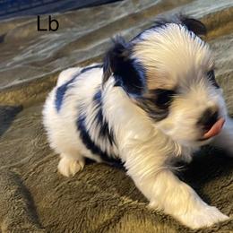 Biewer Terrier Puppies from Great Scotts Biewers