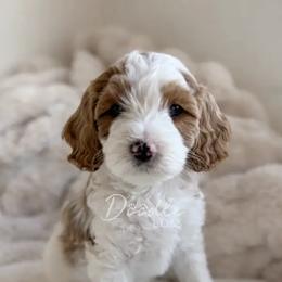 Theo - Parti male Goldendoodle puppy in Gilbert, Arizona from Doodle Bliss