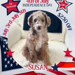 Susan - White and red merle female Bordoodle puppy in Valley Center, California from Circle R Valley Bordoodls