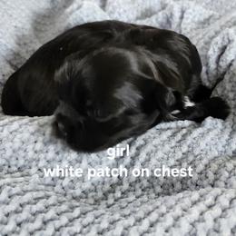 Shih Tzu Puppies from Bowden Farm