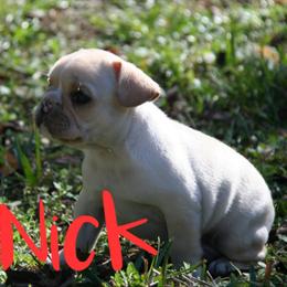 Boy 2 - French Bulldog puppy in Florida from Adorabullz by Sognare French Bulldogs