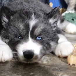 Gipsy - Black and white female Siberian Husky puppy in East Tawas, Michigan from BurnsBerg's Woolies