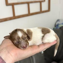 Costa Hummingbird - Boy 4 - Dapple male Dachshund puppy in London, Kentucky from Steele Half Acre Homestead