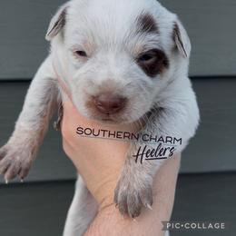 Jasmine - Red speckled female Australian Cattle Dog puppy in Floyd, Virginia from Southern Charm Heelers