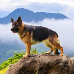 Kiki - German Shepherd