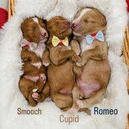 Romeo - Cream male Goldendoodle puppy in Farmington, Utah from Happy Day Doodles