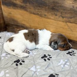 Cutter - Piebald male Dachshund puppy in Marvell, Arkansas from Hat Creek Kennel
