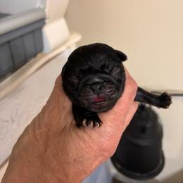 Girl 2 - Black female Pug puppy in Checotah, Oklahoma from Baxter Family Pugs