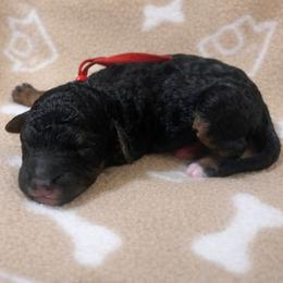 Falcon - Phantom male Goldendoodle puppy in Pittsburg, Texas from Grace Springs Goldendoodles