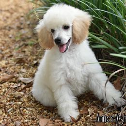Poodle Puppies from Anna-Ash Poodles