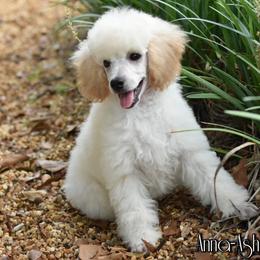 Poodle Puppies from Anna-Ash Poodles