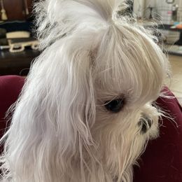 Maltese All Grown Up from A Maltese 4U