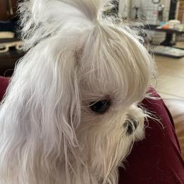 Maltese All Grown Up from A Maltese 4U