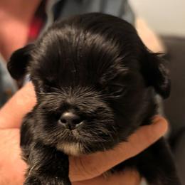 Mason - Grizzle male Lhasa Apso puppy in Fort Worth, Texas from Cynthia's Lhasa Apsos