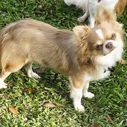 Hiccup - Chocolate blue male Chihuahua puppy in Richmond, Virginia from Breens
