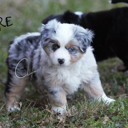 Miniature Australian Shepherd and Toy Australian Shepherd Puppies from Clay Creek Aussies