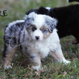 Miniature Australian Shepherd and Toy Australian Shepherd Puppies from Clay Creek Aussies