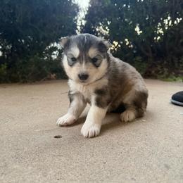 Red - Gray and white male Siberian Husky puppy in Virginia Beach, Virginia from Fly Siberian
