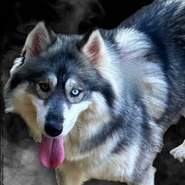 Sterling - Siberian Husky