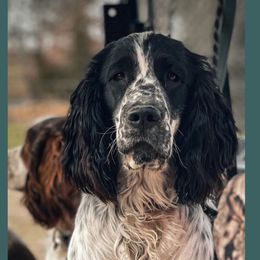 Dottie - English Springer Spaniel