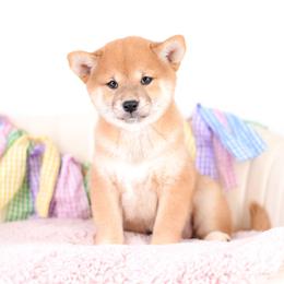 Apple Pie -OFA HEALTH TESTED- - Red female Shiba Inu puppy in Neosho, Missouri from Kenny Cave K9s