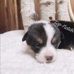 Pembroke Welsh Corgi Puppies from Top-Notch Paws
