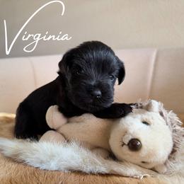 Virginia AKC - Black female Miniature Schnauzer puppy in Victorville, California from West Coast Royal Miniature Schnauzer