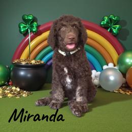 Miranda - Phantom female Poodle puppy in Port Orange, Florida from Daytona’s Standard Poodles