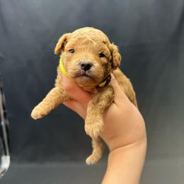 Jessie - Apricot female Poodle puppy in Nashville, Arkansas from Cuddles n Curls