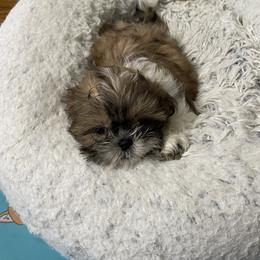 Shih Tzu Puppies from Joseph Franke