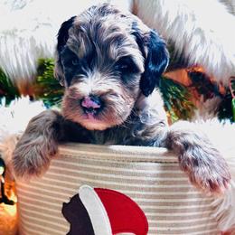 CYPRESS - Merle female Sheepadoodle puppy in Buffalo, Minnesota from Fur-ever Doodles