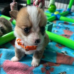 Artemis - Red and white female American Corgi puppy in Cocoa, Florida from Cascadian Space Coast Corgis LLC