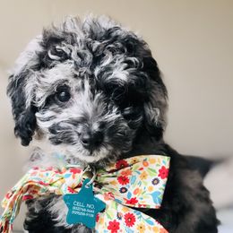 Bernedoodles, Double Doodles, and Goldendoodles from Pia’s Doodle Poodle Wag