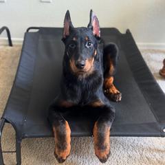 Louis (Dark Blue Collar) - Boy - Black and tan male Beauceron puppy in Bakersfield, California from Von Zirbes Hundehutte
