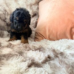 Yoshi - Phantom male Poodle puppy in Uniondale, New York from Poodles Are Mixy