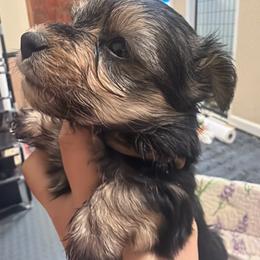Atreyu - Black and gold male Morkie puppy in Winston Salem, North Carolina from Patty’s Paws