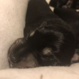 Miniature Schnauzer and Poodle Puppies from Bits & Bytes Farm