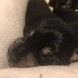 Miniature Schnauzer and Poodle Puppies from Bits & Bytes Farm