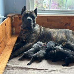 Cane Corso Puppies from Coastal View Kennels