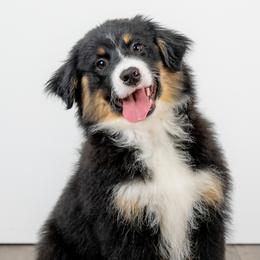 SAN DIEGO Pick Up - Red collar - Black tri male Miniature American Shepherd puppy in Cool, California from Foothill Aussies