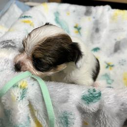 Peaches - White black and tan female Papillon puppy in Central Florida, Florida from Sunshine Papillons Central Florida