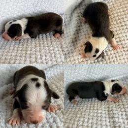 Red tri female - Red tri female Toy Australian Shepherd puppy in Brooker, Florida from Honey, I Shrunk the Aussies
