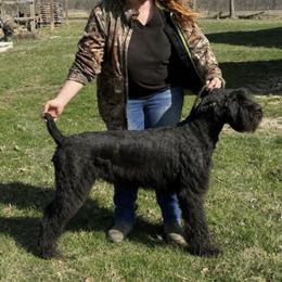 Maze - Giant Schnauzer
