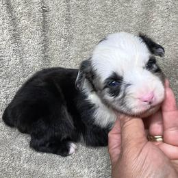 Bo - Blue merle male Miniature Australian Shepherd puppy in Alabama from SBA Aussies