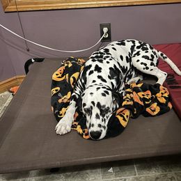 Dalmatian Puppies from Hallmark Dalmatians;