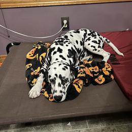 Dalmatian Puppies from Hallmark Dalmatians;