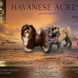 Havanese puppies from Havanese Acres
